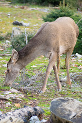 Red deer (Cervus elaphus C. e. hippelaphus) in Parnitha mountain, Greece