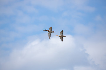 Fototapeta premium Mallards in flight 1