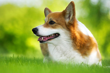 dog for a walk, welsh corgi breed