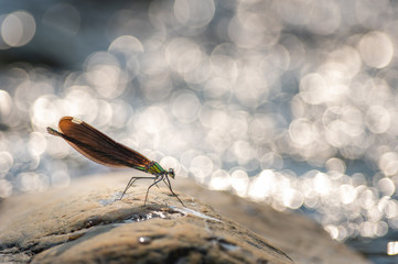 Obraz premium アオハダトンボと川面の輝き