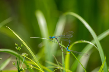 ホソミイトトンボの交尾