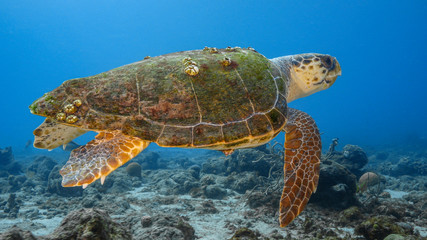 Loggerhead Sea Turtle in coral reef of Caribbean Sea around Curacao
