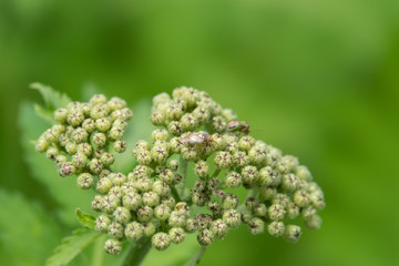 Rayed Tansy Flower Buds in Springtime