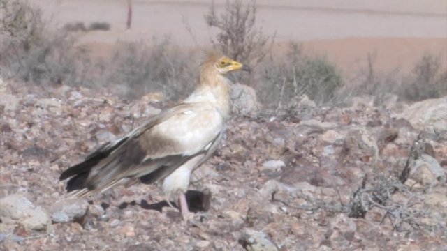 Egyptian Vulture, adult in Sde Boker Israel