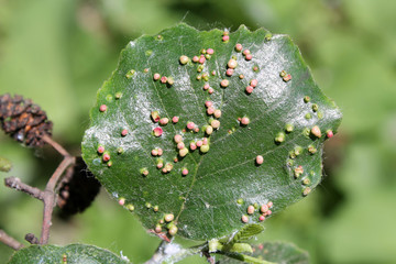Galls caused by Eriophyes laevis on green leaf of European alder (Alnus glutinosa) leaf. May, Belarus
