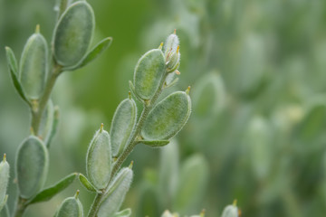 Roman Shields' Fruits in Springtime