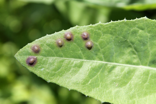 Galls of Cystiphora sonchi on green leaf of field sowthistle (Sonchus arvensis). May, Belarus