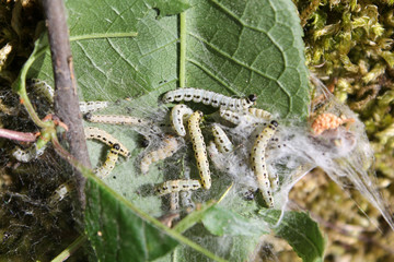 Apple ermine moth or Yponomeuta malinellus. Larvae colony on branch of hackberry or Prunus padus