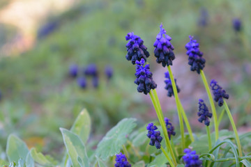 Muscari commutatum (Dark Grape Hyacinth) macro, shallow depth of field