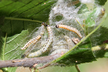 Apple ermine moth or Yponomeuta malinellus. Larvae colony on branch of hackberry or Prunus padus