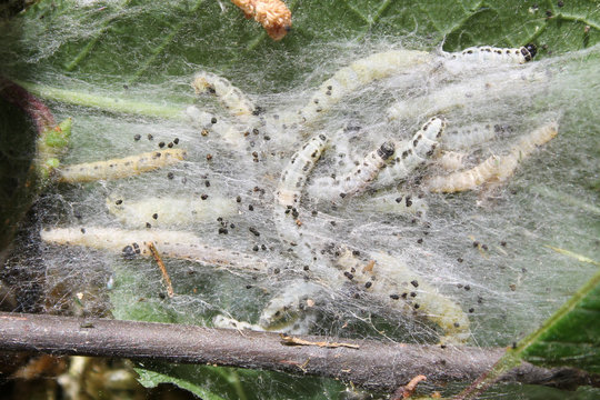 Apple ermine moth or Yponomeuta malinellus. Larvae colony on branch of hackberry or Prunus padus