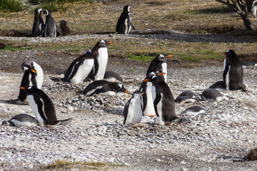 Fototapeta premium Gentoo penguins, Ushuaia, Argentina