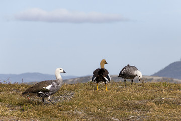 Cauquén birds, Ushuaia, Argentina	