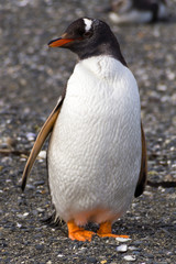 Gentoo penguin, Ushuaia, Argentina	