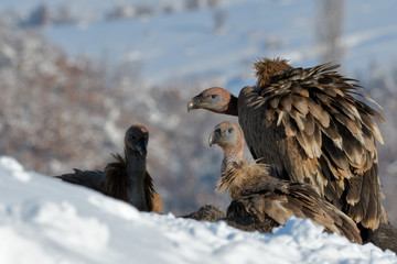 Griffon Vultures in Winter Landscape, into the Mountains