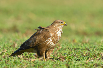 Common Buzzard (Buteo buteo) on Green Grass