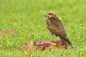 Marsh harrier (Circus aeruginosus)