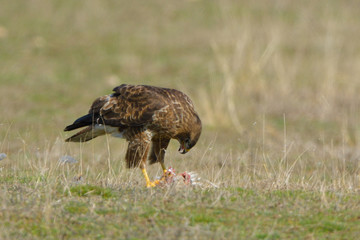 Common Buzzard eating