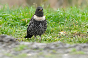 Ring Ouzel on the ground