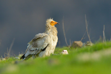 Egyptian Vulture on the ground