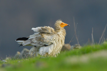 Egyptian Vulture on the ground