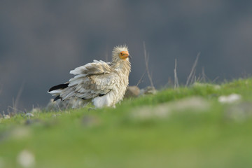 Egyptian Vulture on the ground