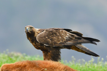 Golden Eagle feeding from a carcass