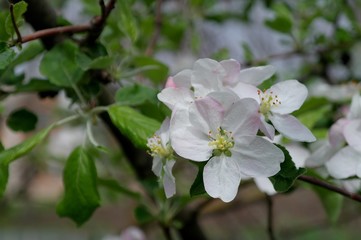 Obraz na płótnie Canvas White flowers of apple tree in spring