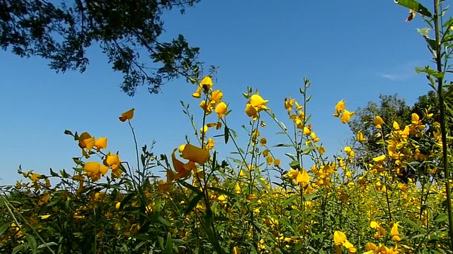 Yellow flower fields and blue skies