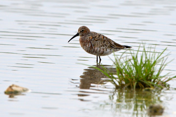 Curlew sandpiper (Caidris ferruginea)
