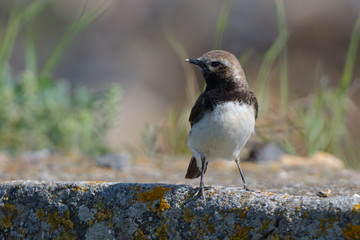 Pied wheatear on a rock