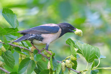 Rosy starling (pastor roseus)
