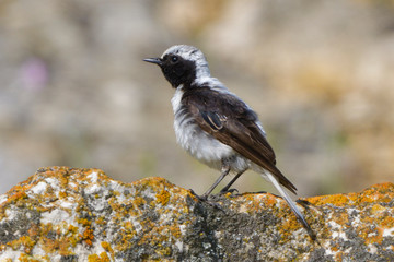 Pied wheatear on a rock