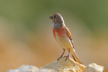 Common Linnet (Linaria cannabina), male