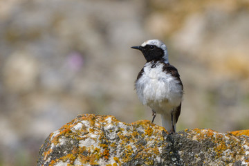 Pied wheatear on a rock