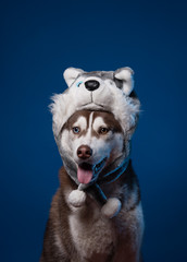 Funny siberian husky dog is in warm cap with animal ear flaps. Portrait of cute and beautiful dog breed siberian husky in costume hat  sitting among blue background