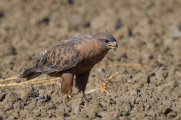 Steppe Buzzard (Buteo vulpinus)