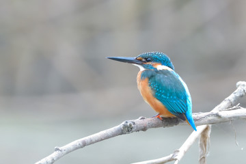 Kingfisher (Alcedo atthis)