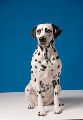 Portrait of shy dalmatian dog sitting on the white floor in front of blue background.