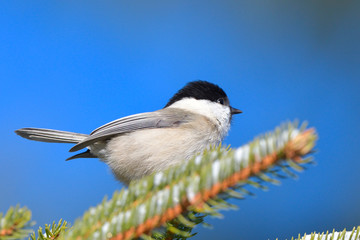Willow Tit (Poecile montanus) in Winter