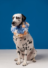 Portrait of dalmatian dog, wearing blue yellow flower wreath on the neck sitting on the white floor...