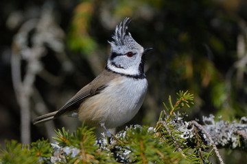 European Crested Tit (Lophophanes cristatus)