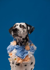 Portrait of dalmatian dog, wearing blue yellow flower wreath on the neck in front of blue...