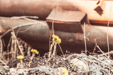 old iron pipes rust in the open