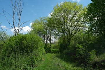 Obraz premium Spring landscape, tree in the park