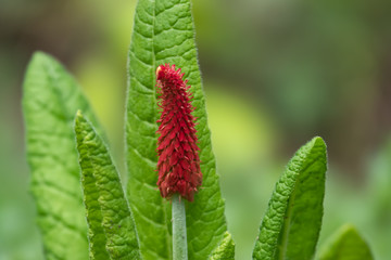 Vial's Primrose Inflorescence in Springtime