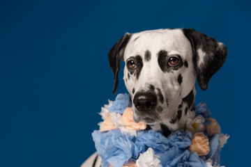 Portrait of dalmatian dog, wearing blue yellow flower wreath on the neck in front of blue background. Funny dog wearing floral wreath. Party concept. Copy Space