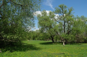 Spring landscape, tree in the park