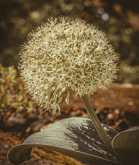 Kwiat, kwiaty, biały, zamglone © Dreamnordno