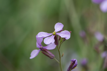 Fototapeta na wymiar Violet Cabbage Flowers in Bloom in Springtime